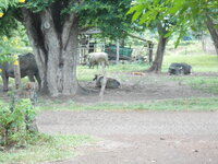 DSCN3523.JPG