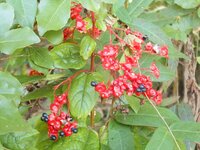 DSCN3333~2.JPG