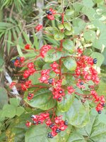 DSCN3334~2.JPG