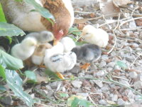 DSCN9343.JPG
