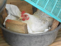 DSCN9462.JPG