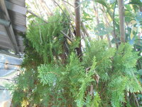 DSCN9390.JPG