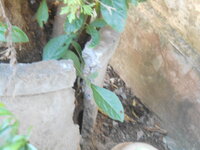 DSCN9386.JPG