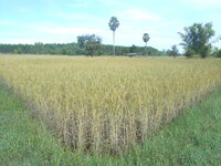 DSCN9782.JPG
