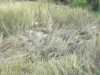 DSCN9812.JPG