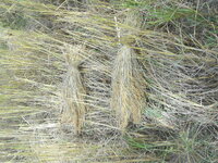 DSCN9811.JPG