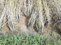 DSCN9826.JPG DSCN9826.JPG