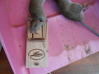 DSCN0197.JPG