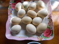 DSCN0191.JPG