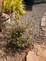 IMG_20231204_101811_547.jpg