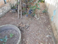 DSCN0990.JPG