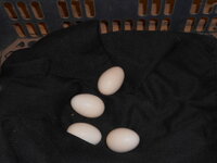 DSCN1026.JPG