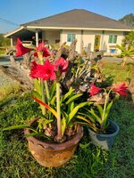 WhatsApp Bild 2023-12-10 um 02.36.16_83fb1734.jpg