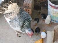 DSCN0428.JPG