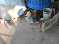 DSCN0427.JPG