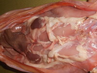 DSCN0180.JPG