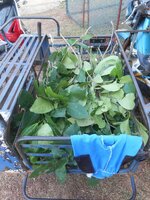 IMG_20181106_203425.jpg