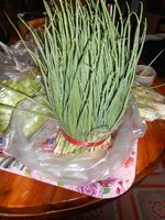 DSCN1276~2.JPG