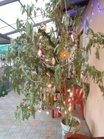 IMG_20171223_090247.jpg