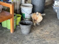 IMG_3962.jpeg