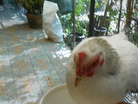 DSCN9791.JPG