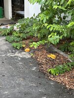 IMG_5987.jpeg