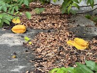 IMG_5989.jpeg