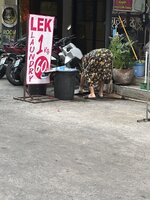 IMG_6686.jpeg