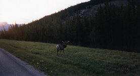 Canada-Alberta ''Jasper National Park-Yellowhead Highway''.jpg
