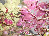 DSCN9996.JPG