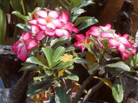 IMG_20231003_093354.jpg