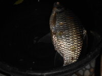 DSCN0942.JPG