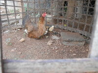 DSCN0978.JPG