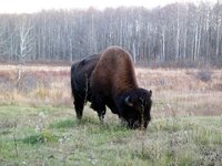 Canada-Alberta ''Elk Island National Park'' (12).jpg