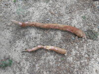 DSCN1310.JPG