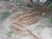 DSCN1305.JPG