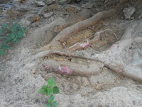 DSCN1306.JPG