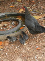 DSCN0983.JPG