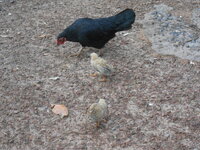 DSCN0981.JPG