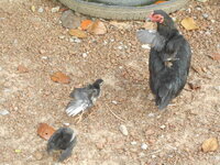 DSCN0982.JPG