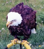 Canada-Alberta ''Coaldale Birds of Prey'' (1).jpg