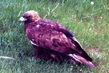 Canada-Alberta ''Coaldale Birds of Prey'' (3).jpg