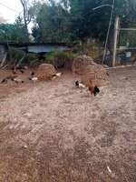 IMG_20240313_172631_623.jpg