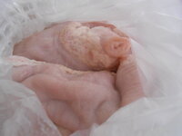 DSCN9258.JPG