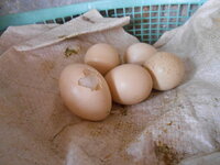DSCN9548.JPG