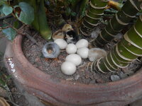 DSCN9501.JPG