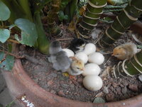 DSCN9502.JPG