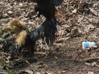 DSCN9650.JPG