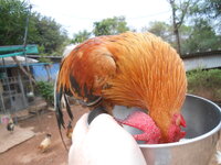 DSCN9575.JPG