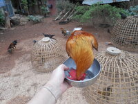 DSCN9571.JPG